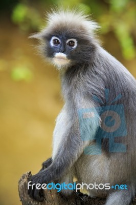 Close Up Face Of Dusky Leaves Monkey In Wild Stock Photo