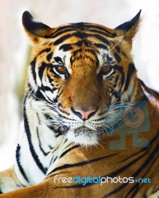 Close Up Face Of Indo Chinese Tiger Face Stock Photo