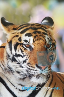 Close Up Face Of Indochinese Tiger Use For Animals And Wild Life… Stock Photo