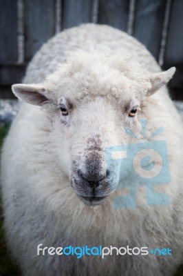 Close Up Face Of New Zealand Merino Sheep In Rural Livestock Farm Stock Photo