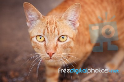 Close Up Face Of Siamese Thai Domestic Cat Eye Contact With Blur Background Stock Photo