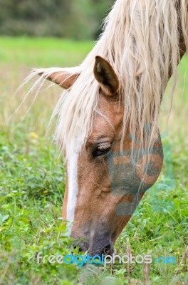 Close-up Face Of The Horse Stock Photo