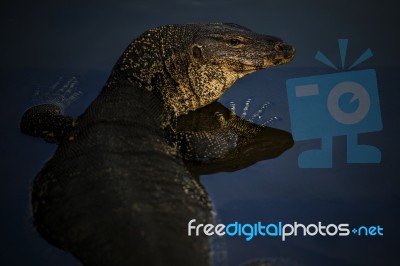 Close Up Face Of Water Lizard Monitor In Wilderness Water Pool Stock Photo