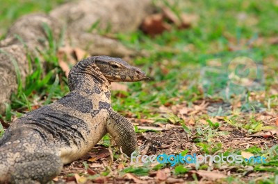 Close Up Face Of Water Monitor Varanus Salvator On Natural Field… Stock Photo