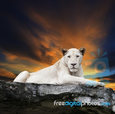 Close Up Face Of White Lioness Lying On Rock Cliff Against Beaut… Stock Photo