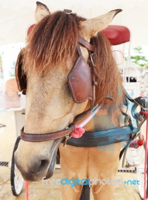 Close Up Face Of Working Horse With Eyes Blind Path Stock Photo