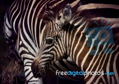 Close Up Face Of Young African Wilderness Zebra Pony In Field Stock Photo