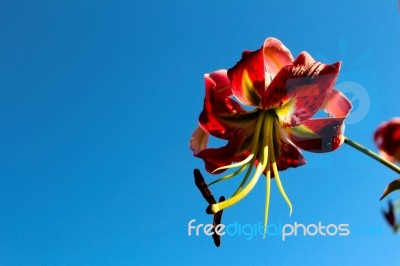 Close Up Flower With Blue Background Stock Photo