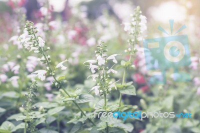 Close Up Flowers Background Stock Photo