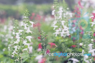 Close Up Flowers Background Stock Photo