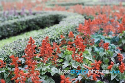 Close Up Flowers Background Stock Photo