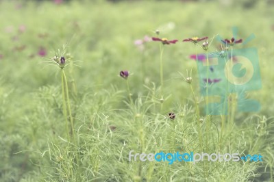 Close Up Flowers Background Stock Photo