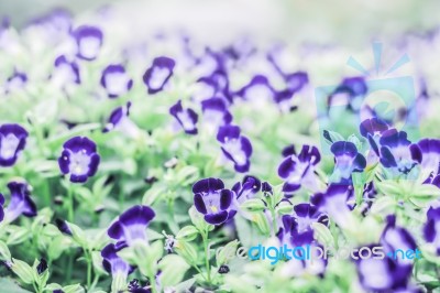 Close Up Flowers Background Stock Photo