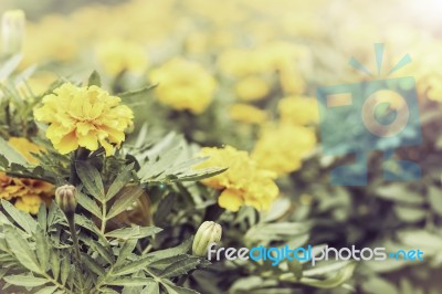 Close Up Flowers Background Stock Photo