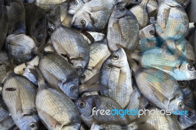 Close-up Fresh Raw Mediterranean Sea Fish Stock Photo