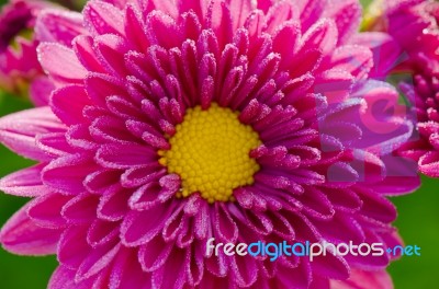 Close Up Fuchsia Chrysanthemum Morifolium Flowers Stock Photo