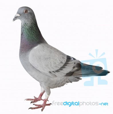 Close Up Full Body Of Sport Racing Pigeon Bird Isolated White Background Stock Photo