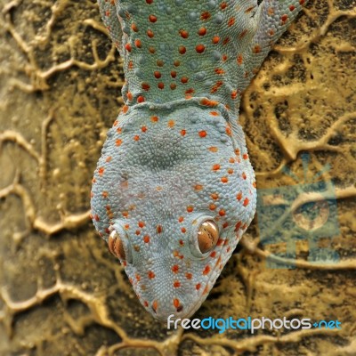 Close Up Gecko Head Stock Photo