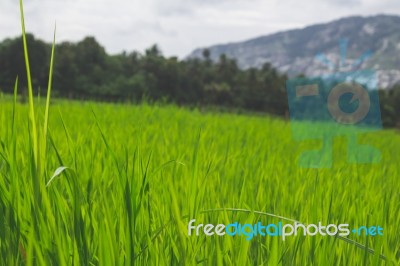 Close Up Grass In A Green Field With Mountains In The Background… Stock Photo