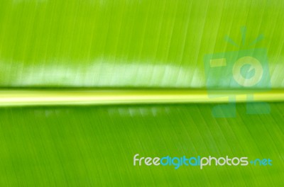 Close Up Green Banana Leaf Background Texture Stock Photo