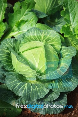 Close Up Green Fresh Cabbage Leaves In Organic Vegetable Plantation Green House Stock Photo