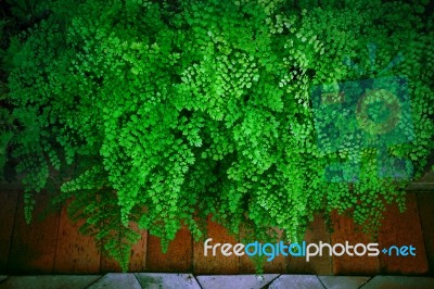 Close Up Green Leaves Of Black Maidenhair Fern Leaves  (adiantum… Stock Photo