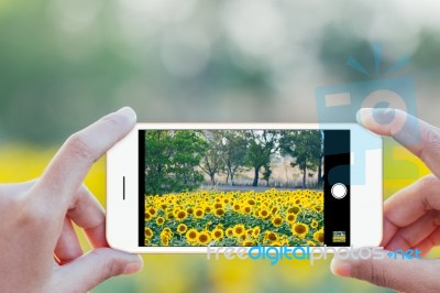 Close Up Hand Use Phone Mobile Taking Sunflower Field Photo Stock Photo