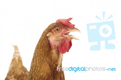 Close Up Head Of Chicken Hen Isolate White Background Stock Photo