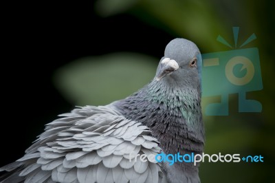 Close Up Head Shot And Face Of Pigeon Bird Against Natual Green Blur Background Stock Photo