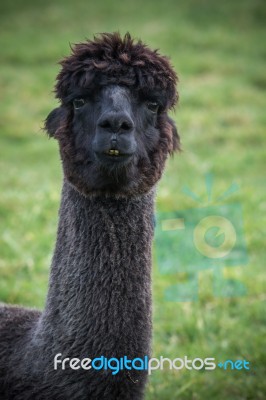 Close Up Head Shot Of Black Alpaca In Green Field Stock Photo