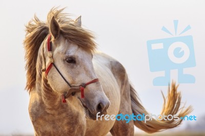 Close Up Head Shot Of White Horse With Beautiful Rim Light Against White Background Stock Photo