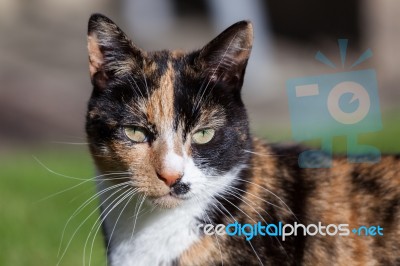 Close-up Head Shoulders Tortoiseshell Female Cat Stock Photo