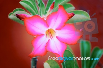 Close-up Impala Lily Or Desert Rose Or Mock Azalea Stock Photo