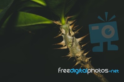 Close Up Isolated Plant With Thorns Stock Photo