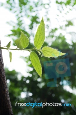 Close Up Jamaican Cherry Leaves Stock Photo