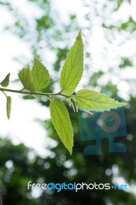 Close Up Jamaican Cherry Leaves Stock Photo