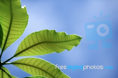 Close Up Leaf Of Mango Tree Stock Photo