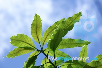 Close Up Leaf Of Mango Tree Stock Photo