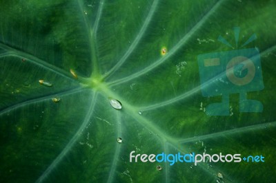 Close Up Leaf With Water Droplets Stock Photo