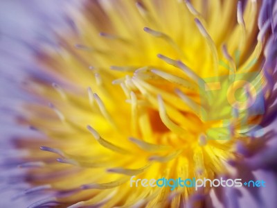 Close Up Lotus Flower Stock Photo