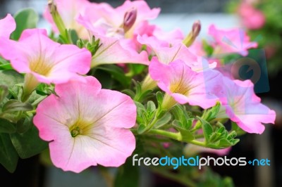 Close Up Lovely Pink Petunia Flowers In Green House Plantation W… Stock Photo