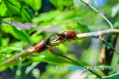 Close Up Male Fighting Beetle (rhinoceros Beetle) Stock Photo