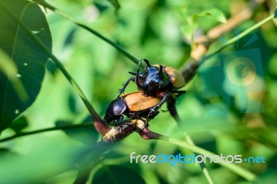 Close Up Male Fighting Beetle With Five Horn (rhinoceros Beetle)… Stock Photo