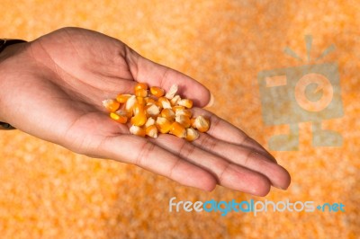 Close-up Man Hands With Grain Corn Stock Photo