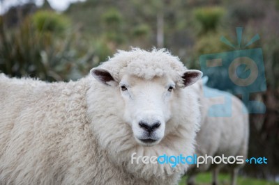 Close Up Merino Sheep In New Zealand Livestock Farm Stock Photo