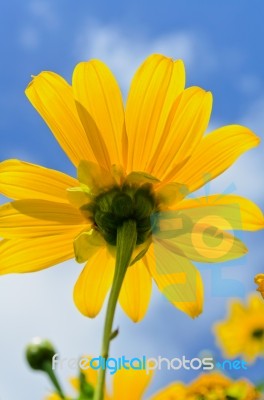 Close Up Mexican Sunflower Weed, Flowers Are Bright Yellow Stock Photo