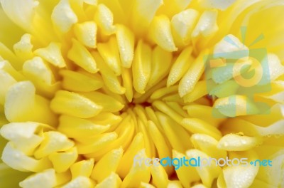 Close Up Middle Of Light Yellow Chrysanthemum Morifolium Flowers… Stock Photo