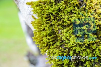 Close Up Moss On The Tree Stock Photo