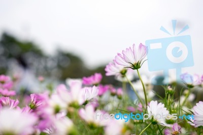 Close Up Natural Flowers Background.  Amazing View Of Colorful  Flowering In The Garden And Green Grass Landscape Overhead View With Copy Space And Template Floral Background Stock Photo