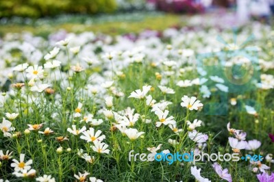 Close Up Natural Flowers Background.  Amazing View Of Colorful  Flowering In The Garden And Green Grass Landscape Overhead View With Copy Space And Template Floral Background Stock Photo